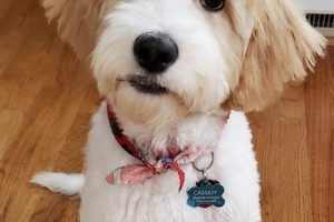 Adorable Teddy Bear Puppies for Sale in NC! Teddy Information – Everything You Need to Know About Teddy Bears Adorable Teddy Bear Puppies for Sale in NC! | Teddy Information – Everything You Need to Know About Teddy Bears