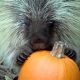 Meet Teddy the Porcupine: A Quill-y Tale | Teddy Information – Everything You Need to Know About Teddy Bears