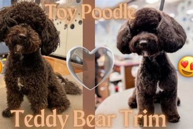 The Perfect Teddy Bear Toy Poodle Cut Guide Teddy Information – Everything You Need to Know About Teddy Bears The Perfect Teddy Bear Toy Poodle Cut Guide | Teddy Information – Everything You Need to Know About Teddy Bears