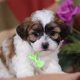 Find Teddy Bear Puppy Breeders in Wisconsin | Teddy Information – Everything You Need to Know About Teddy Bears