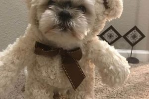 Cute Teddy Bear Costumes for Dogs & Puppies Teddy Information – Everything You Need to Know About Teddy Bears Cute Teddy Bear Costumes for Dogs & Puppies | Teddy Information – Everything You Need to Know About Teddy Bears