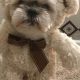 Cute Teddy Bear Costumes for Dogs & Puppies | Teddy Information – Everything You Need to Know About Teddy Bears