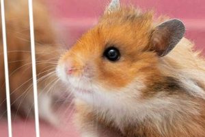 Best Teddy Bear Hamster Cages: Top Picks & Guide Teddy Information – Everything You Need to Know About Teddy Bears Best Teddy Bear Hamster Cages: Top Picks & Guide | Teddy Information – Everything You Need to Know About Teddy Bears