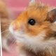 Best Teddy Bear Hamster Cages: Top Picks & Guide | Teddy Information – Everything You Need to Know About Teddy Bears