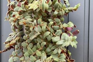 Growing Teddy Bear Vine Flowers: A Guide Teddy Information – Everything You Need to Know About Teddy Bears Growing Teddy Bear Vine Flowers: A Guide | Teddy Information – Everything You Need to Know About Teddy Bears