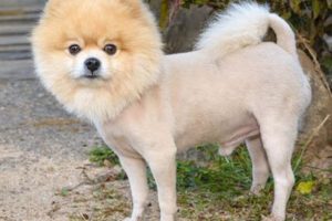 Adorable Teddy Bear Pomeranian Lion Cut Styles Teddy Information – Everything You Need to Know About Teddy Bears Adorable Teddy Bear Pomeranian Lion Cut Styles | Teddy Information – Everything You Need to Know About Teddy Bears