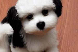 Adorable Teddy Bear Bichon Frise Puppies Teddy Information – Everything You Need to Know About Teddy Bears Adorable Teddy Bear Bichon Frise Puppies | Teddy Information – Everything You Need to Know About Teddy Bears