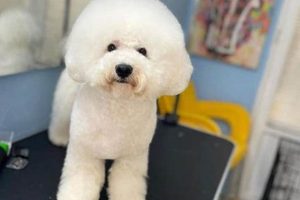 The Perfect Bichon Teddy Bear Cut Guide Teddy Information – Everything You Need to Know About Teddy Bears The Perfect Bichon Teddy Bear Cut Guide | Teddy Information – Everything You Need to Know About Teddy Bears