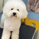 The Perfect Bichon Teddy Bear Cut Guide | Teddy Information – Everything You Need to Know About Teddy Bears