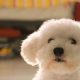 Plush Teddy Bear Dog Prices & Buying Guide | Teddy Information – Everything You Need to Know About Teddy Bears