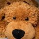 Get Your Teddy the Dog Discount Code & Save! | Teddy Information – Everything You Need to Know About Teddy Bears