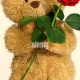 Cuddly Red Rose Teddy Bears: Gifts of Love | Teddy Information – Everything You Need to Know About Teddy Bears