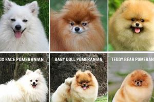 Teddy Bear Pomeranian Price: 2023 Guide & Costs Teddy Information – Everything You Need to Know About Teddy Bears Teddy Bear Pomeranian Price: 2023 Guide & Costs | Teddy Information – Everything You Need to Know About Teddy Bears