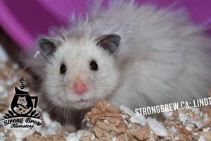 Adorable Teddy Bear Syrian Hamsters: Care & More Teddy Information – Everything You Need to Know About Teddy Bears Adorable Teddy Bear Syrian Hamsters: Care & More | Teddy Information – Everything You Need to Know About Teddy Bears