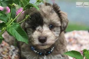 Adorable Teddy Bear Schnoodle Puppies Now Available! Teddy Information – Everything You Need to Know About Teddy Bears Adorable Teddy Bear Schnoodle Puppies Now Available! | Teddy Information – Everything You Need to Know About Teddy Bears