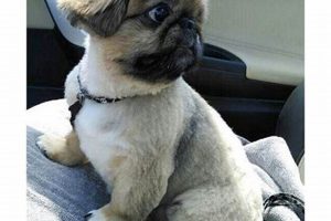 Adorable Pekingese Teddy Bear Cut Styles & Care Teddy Information – Everything You Need to Know About Teddy Bears Adorable Pekingese Teddy Bear Cut Styles & Care | Teddy Information – Everything You Need to Know About Teddy Bears