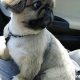 Adorable Pekingese Teddy Bear Cut Styles & Care | Teddy Information – Everything You Need to Know About Teddy Bears