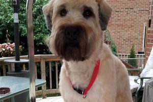 Adorable Teddy Bear Cut Wheaten Terrier Styles Teddy Information – Everything You Need to Know About Teddy Bears Adorable Teddy Bear Cut Wheaten Terrier Styles | Teddy Information – Everything You Need to Know About Teddy Bears