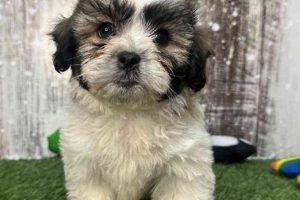 Adorable Zuchon Teddy Bear Puppies for Sale Near You Teddy Information – Everything You Need to Know About Teddy Bears Adorable Zuchon Teddy Bear Puppies for Sale Near You | Teddy Information – Everything You Need to Know About Teddy Bears