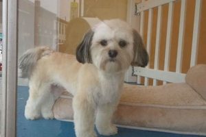 Adorable Teddy Bear Havanese Haircuts & Styles Teddy Information – Everything You Need to Know About Teddy Bears Adorable Teddy Bear Havanese Haircuts & Styles | Teddy Information – Everything You Need to Know About Teddy Bears