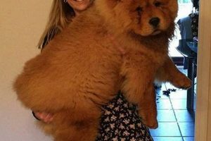 Large Teddy Bear Dog Breeds: A Cuddly Guide Teddy Information – Everything You Need to Know About Teddy Bears Large Teddy Bear Dog Breeds: A Cuddly Guide | Teddy Information – Everything You Need to Know About Teddy Bears