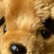 Vintage 80s Teddy Bears: A Collector's Guide | Teddy Information – Everything You Need to Know About Teddy Bears