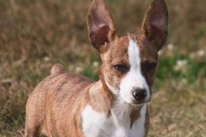 Guide to Teddy Roosevelt Terrier Colors & Markings Teddy Information – Everything You Need to Know About Teddy Bears Guide to Teddy Roosevelt Terrier Colors & Markings | Teddy Information – Everything You Need to Know About Teddy Bears