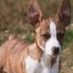 Guide to Teddy Roosevelt Terrier Colors & Markings | Teddy Information – Everything You Need to Know About Teddy Bears