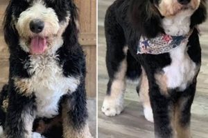 Adorable Teddy Bear Cut Bernedoodle Styles Teddy Information – Everything You Need to Know About Teddy Bears Adorable Teddy Bear Cut Bernedoodle Styles | Teddy Information – Everything You Need to Know About Teddy Bears