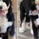 Adorable Teddy Bear Cut Bernedoodle Styles | Teddy Information – Everything You Need to Know About Teddy Bears
