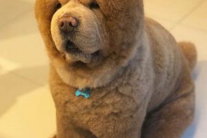 Top Big Teddy Dog Breeds: A Fluffy Guide Teddy Information – Everything You Need to Know About Teddy Bears Top Big Teddy Dog Breeds: A Fluffy Guide | Teddy Information – Everything You Need to Know About Teddy Bears
