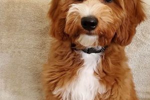Adorable Mini Golden Teddy Bear Puppies for Sale Teddy Information – Everything You Need to Know About Teddy Bears Adorable Mini Golden Teddy Bear Puppies for Sale | Teddy Information – Everything You Need to Know About Teddy Bears