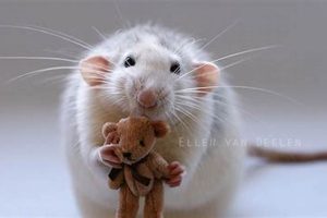 Adorable Rat and Teddy Bear Friendships Teddy Information – Everything You Need to Know About Teddy Bears Adorable Rat and Teddy Bear Friendships | Teddy Information – Everything You Need to Know About Teddy Bears