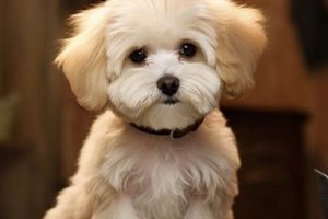 Adorable Teddy Bear Maltipoo Haircut Styles Teddy Information – Everything You Need to Know About Teddy Bears Adorable Teddy Bear Maltipoo Haircut Styles | Teddy Information – Everything You Need to Know About Teddy Bears