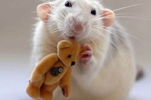 Cuddly Rats & Teddy Bears: A Perfect Pair Teddy Information – Everything You Need to Know About Teddy Bears Cuddly Rats & Teddy Bears: A Perfect Pair | Teddy Information – Everything You Need to Know About Teddy Bears