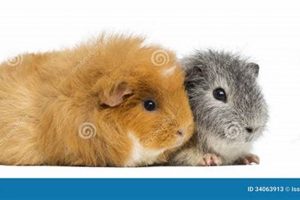 Adorable Swiss Teddy Guinea Pigs: Care & Facts Teddy Information – Everything You Need to Know About Teddy Bears Adorable Swiss Teddy Guinea Pigs: Care & Facts | Teddy Information – Everything You Need to Know About Teddy Bears