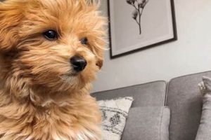 Adorable Teddy Bear Puppies: Tiny & Cuddly Teddy Information – Everything You Need to Know About Teddy Bears Adorable Teddy Bear Puppies: Tiny & Cuddly | Teddy Information – Everything You Need to Know About Teddy Bears