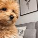 Adorable Teddy Bear Puppies: Tiny & Cuddly | Teddy Information – Everything You Need to Know About Teddy Bears
