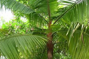 The Ultimate Teddy Bear Palm Guide Teddy Information – Everything You Need to Know About Teddy Bears The Ultimate Teddy Bear Palm Guide | Teddy Information – Everything You Need to Know About Teddy Bears