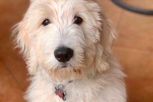 Adorable Teddy Bear English Goldendoodle Puppies Teddy Information – Everything You Need to Know About Teddy Bears Adorable Teddy Bear English Goldendoodle Puppies | Teddy Information – Everything You Need to Know About Teddy Bears