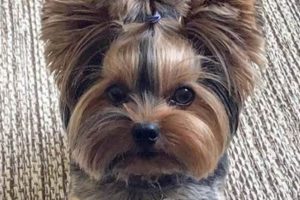 Adorable Yorkie Teddy Bear Haircuts Teddy Information – Everything You Need to Know About Teddy Bears Adorable Yorkie Teddy Bear Haircuts | Teddy Information – Everything You Need to Know About Teddy Bears