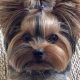 Adorable Yorkie Teddy Bear Haircuts | Teddy Information – Everything You Need to Know About Teddy Bears