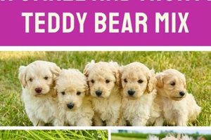 Adorable Teddy Bear Mix Puppies: Find Your Perfect Companion Teddy Information – Everything You Need to Know About Teddy Bears Adorable Teddy Bear Mix Puppies: Find Your Perfect Companion | Teddy Information – Everything You Need to Know About Teddy Bears