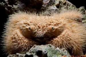 Adorable Teddy Bear Crab Facts & Care Guide Teddy Information – Everything You Need to Know About Teddy Bears Adorable Teddy Bear Crab Facts & Care Guide | Teddy Information – Everything You Need to Know About Teddy Bears