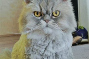 Adorable Teddy Bear Cut Persian Cats: Guide & Pics Teddy Information – Everything You Need to Know About Teddy Bears Adorable Teddy Bear Cut Persian Cats: Guide & Pics | Teddy Information – Everything You Need to Know About Teddy Bears