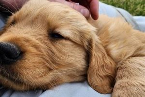 Teddy the Golden Retriever's Value: Beyond Money Teddy Information – Everything You Need to Know About Teddy Bears Teddy the Golden Retriever's Value: Beyond Money | Teddy Information – Everything You Need to Know About Teddy Bears