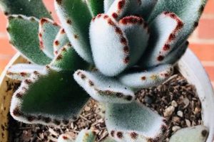 Caring for Your Teddy Bear Succulent Plant Teddy Information – Everything You Need to Know About Teddy Bears Caring for Your Teddy Bear Succulent Plant | Teddy Information – Everything You Need to Know About Teddy Bears