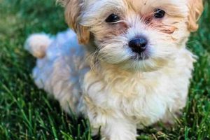 Adorable Shih Poo Teddy Bear Cut Styles & Guide Teddy Information – Everything You Need to Know About Teddy Bears Adorable Shih Poo Teddy Bear Cut Styles & Guide | Teddy Information – Everything You Need to Know About Teddy Bears