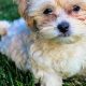 Adorable Shih Poo Teddy Bear Cut Styles & Guide | Teddy Information – Everything You Need to Know About Teddy Bears