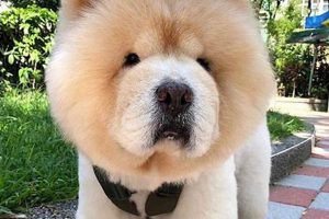 Adorable Teddy Bear Chow Puppies & Dogs Teddy Information – Everything You Need to Know About Teddy Bears Adorable Teddy Bear Chow Puppies & Dogs | Teddy Information – Everything You Need to Know About Teddy Bears